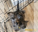 Small Photo #6 Cairn Terrier Puppy For Sale in FORNEY, TX, USA