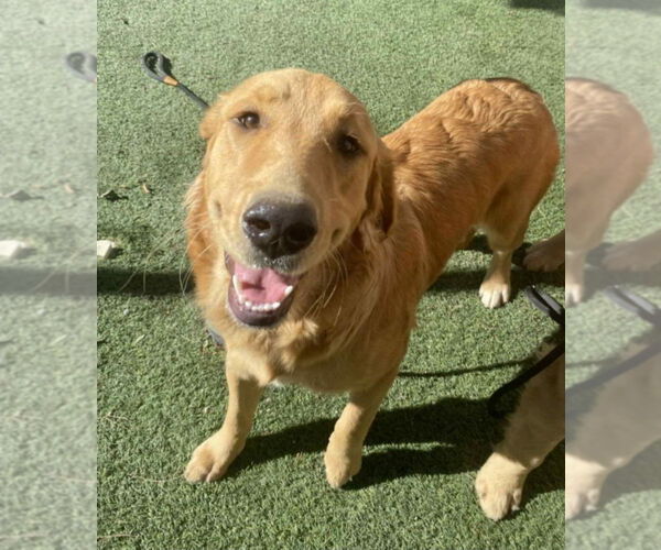 Medium Photo #3 Golden Retriever-Unknown Mix Puppy For Sale in Lakewood, CO, USA