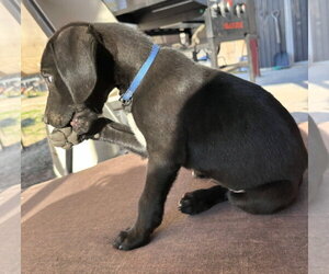 Diego - Male Mutt Dog for Adoption - Photo #2