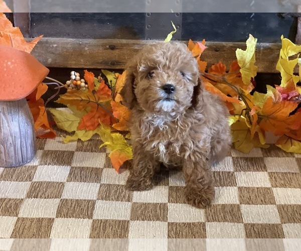 Medium Photo #3 Cavapoo (Miniature) Puppy For Sale in FULTON, KS, USA
