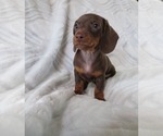 Small Photo #1 Dachshund Puppy For Sale in HAWESVILLE, KY, USA