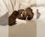Small Photo #8 Boxer Puppy For Sale in GRAYSON, GA, USA
