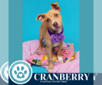 Small #12 Boxer Mix