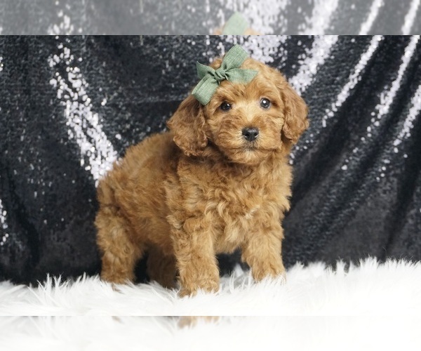 Medium Photo #4 Poodle (Miniature) Puppy For Sale in WARSAW, IN, USA