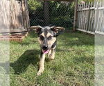 Small #1 Mutt
