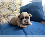 Small #1 Shih Tzu