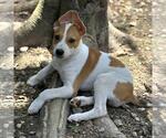 Small #3 Labrador Retriever Mix