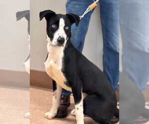 Siberian Husky-Unknown Mix Dogs for adoption in Batavia, NY, USA