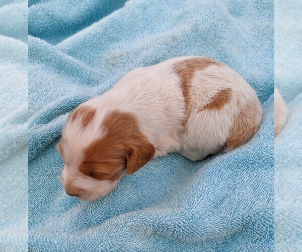 Medium Photo #2 Brittany Puppy For Sale in CULPEPER, VA, USA