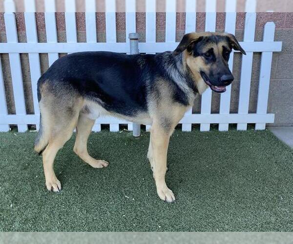 Medium Photo #1 German Shepherd Dog Puppy For Sale in Modesto, CA, USA