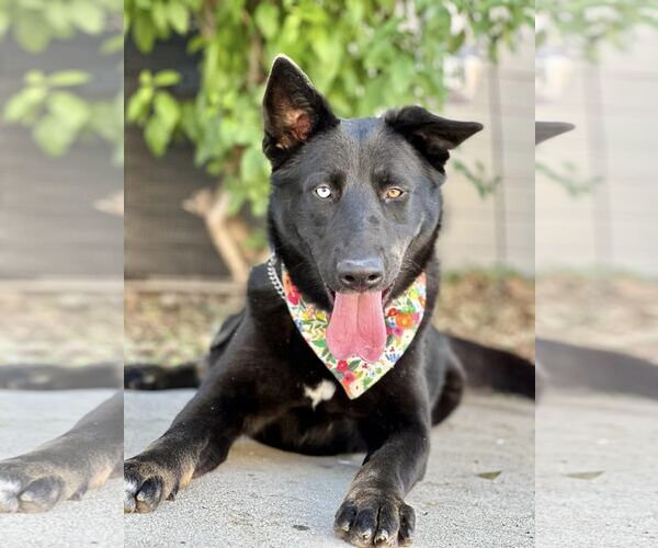 Medium Photo #12 Mutt Puppy For Sale in San Diego, CA, USA