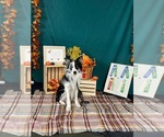 Small Photo #1 Border Collie Puppy For Sale in FRANKFORT, IL, USA
