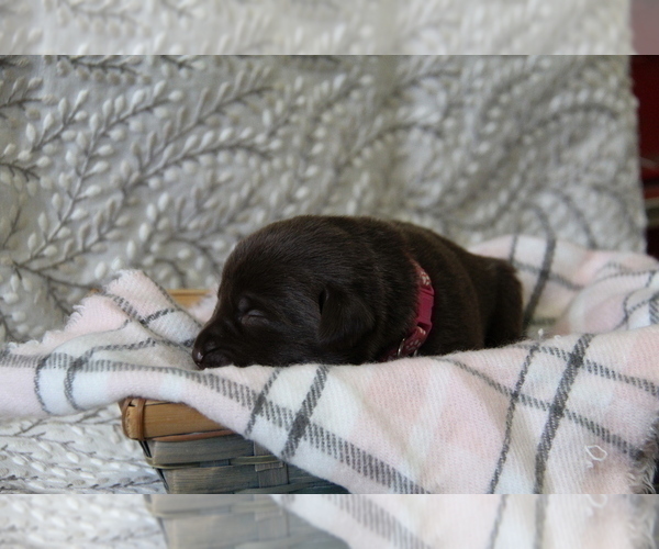 Medium Photo #2 Labrador Retriever Puppy For Sale in HYDE PARK, VT, USA