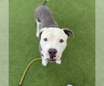 *JUNIOR - Male Boxita Dog for Adoption - Small photo