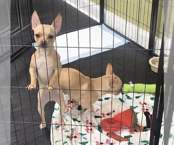 Medium Photo #3 Chiranian Puppy For Sale in Pottstown, PA, USA