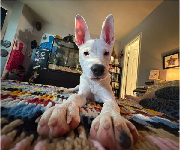 Medium Photo #1 American Pit Bull Terrier-Unknown Mix Puppy For Sale in Lakewood, CO, USA