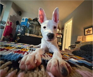 American Pit Bull Terrier-Unknown Mix Dogs for adoption in Lakewood, CO, USA