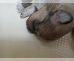 Small Photo #4 Australian Shepherd-Pembroke Welsh Corgi Mix Puppy For Sale in GALLEGOS, NM, USA