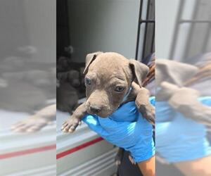 American Pit Bull Terrier Dogs for adoption in Houston, TX, USA