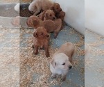 Small Photo #4 Golden Retriever Puppy For Sale in VERMONTVILLE, MI, USA