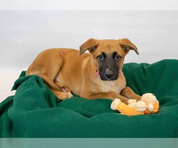 Medium Photo #2 Mutt Puppy For Sale in Kennesaw, GA, USA