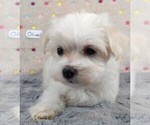 Small Photo #9 Maltese Puppy For Sale in MOMEYER, NC, USA