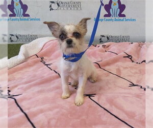 Shih Tzu-Unknown Mix Dogs for adoption in Orlando, FL, USA