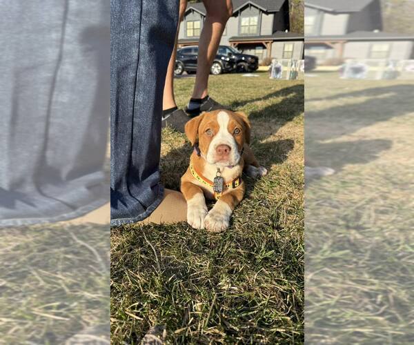 Medium Photo #2 Mutt Puppy For Sale in Shelburne, VT, USA