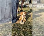 Small #1 Mutt