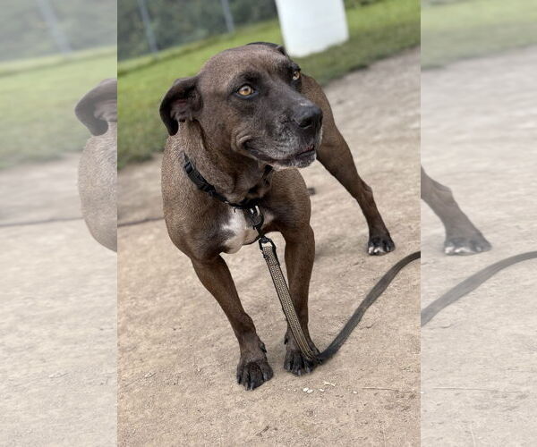 Medium Photo #4 Mutt Puppy For Sale in Virginia Beach, VA, USA