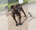 Small #3 Mutt