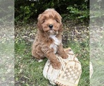 Small #1 Goldendoodle (Miniature)
