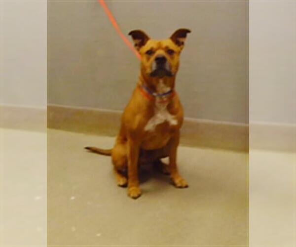 Medium Photo #1 Mutt Puppy For Sale in Las Vegas, NV, USA