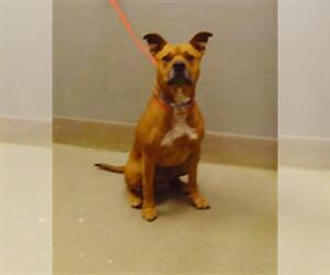 Mutt Dogs for adoption in Las Vegas, NV, USA