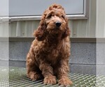 Small Photo #3 Irish Doodle Puppy For Sale in COATESVILLE, PA, USA
