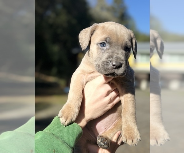 Medium Photo #14 Cane Corso Puppy For Sale in SEBASTOPOL, CA, USA