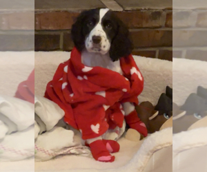 English Springer Spaniel Puppy for sale in HARRIMAN, TN, USA