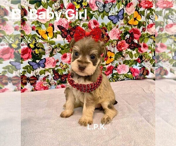 Medium Photo #3 Schnauzer (Miniature) Puppy For Sale in WINNSBORO, LA, USA