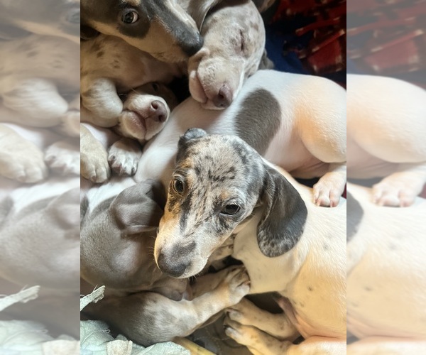 Medium Photo #106 Dachshund Puppy For Sale in LAKEBAY, WA, USA