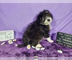Small Photo #64 Bernedoodle-Poodle (Toy) Mix Puppy For Sale in BLACK FOREST, CO, USA