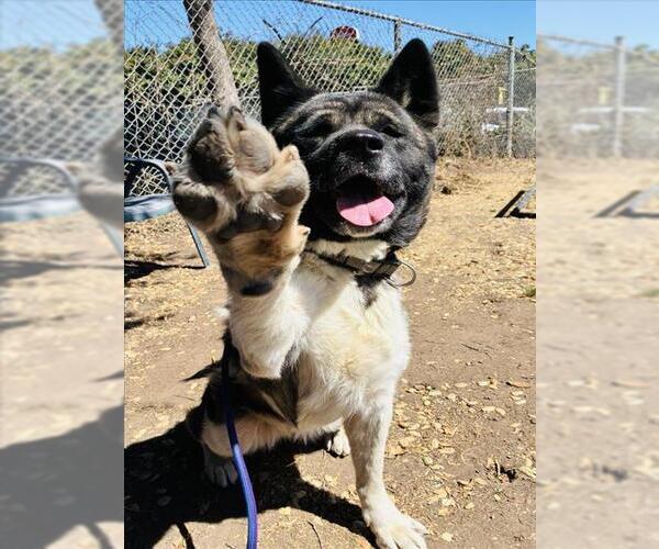 Medium Photo #1 Akita Puppy For Sale in Santa Barbara, CA, USA