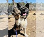 Small Akita