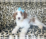 Small #6 Cavapoo
