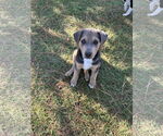 Small #5 Labrador Retriever Mix