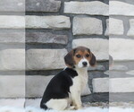 Small Photo #19 Beagle Puppy For Sale in SUGARCREEK, OH, USA