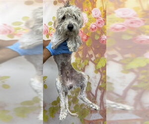 Maltese Dogs for adoption in San Bernardino, CA, USA