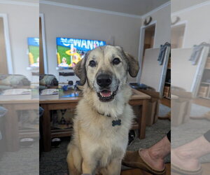 Great Pyrenees-Unknown Mix Dogs for adoption in Bend, OR, USA