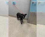 Small American Pit Bull Terrier-Border Collie Mix