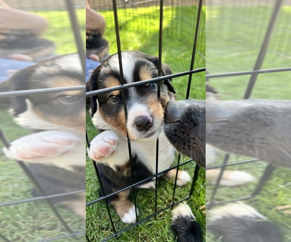 Medium Photo #1 Miniature Australian Shepherd Puppy For Sale in BAKERSFIELD, CA, USA