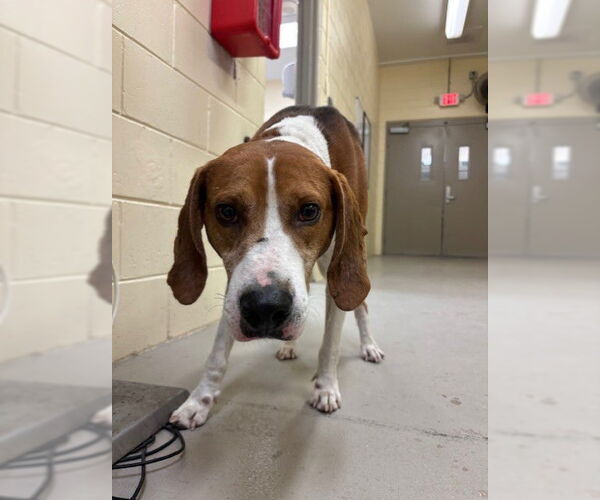 Medium Photo #1 Mutt Puppy For Sale in Sanford, FL, USA